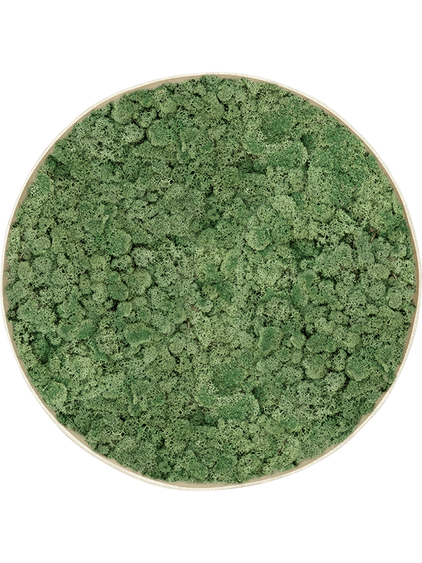 Tableau Nova Frame Antique White-concrete 100% Lichen (Vert mousse)