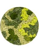 Tableau Nova Frame Antique White-concrete 30% Mousse boule 70% Lichen (Mix)