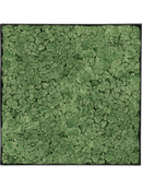 Tableau Nova Frame Anthracite-concrete 100% Lichen (Vert mousse)