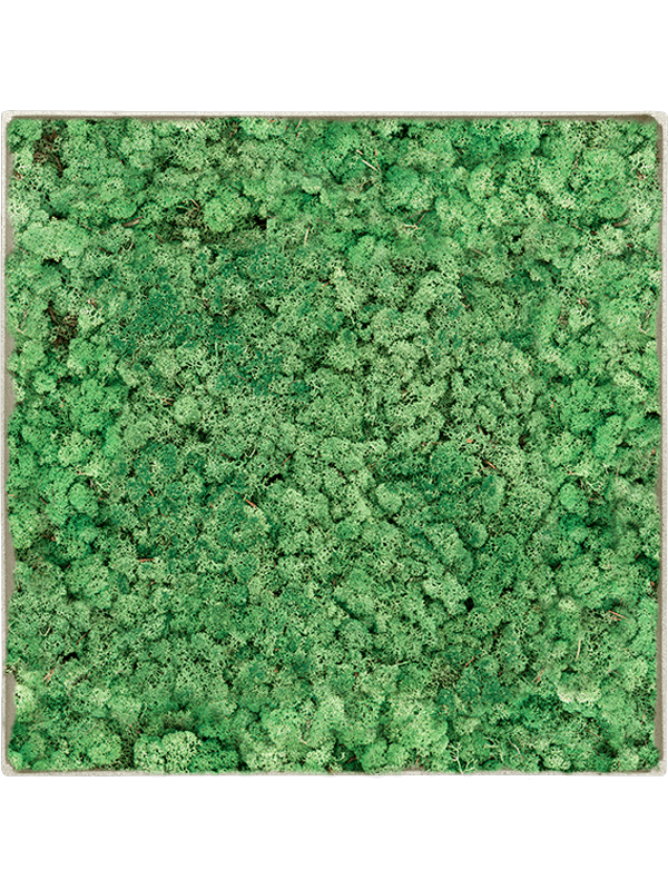 Tableau Nova Frame Antique White-concrete 100% Lichen (Herbe Verte)