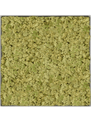 Tableau Nova Frame Natural-concrete 100% Lichen (VieuxVert)