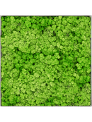 Tableau Nova Frame Natural-concrete 100% Lichen (Herbe Verte Clair)