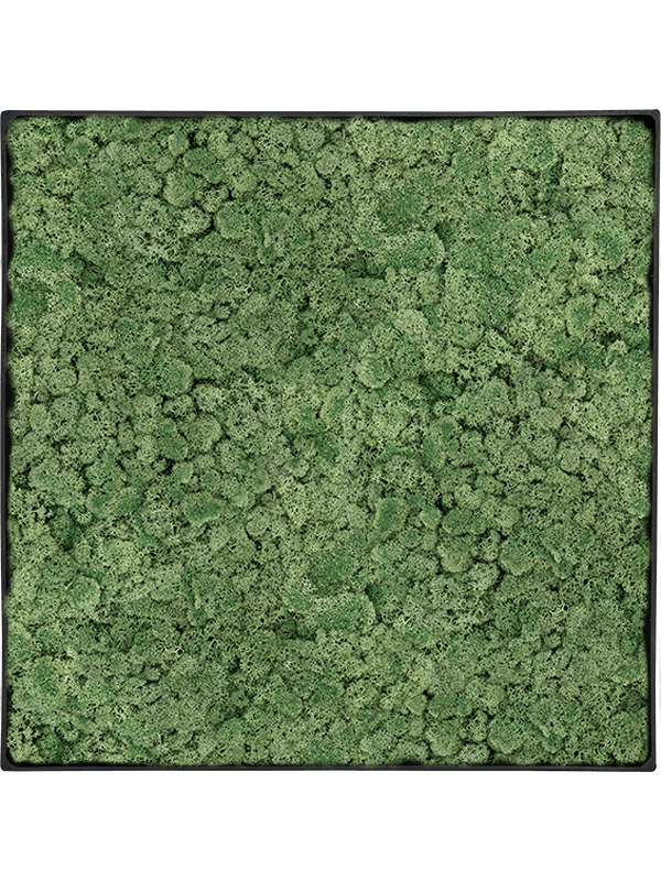 Tableau Nova Frame Anthracite-concrete 100% Lichen (Vert mousse)