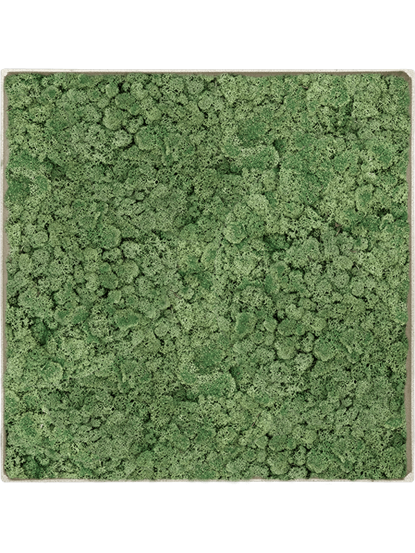 Tableau Nova Frame Antique White-concrete 100% Lichen (Vert mousse)