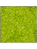 Tableau Nova Frame Natural-concrete 100% Lichen (Vert printemps)