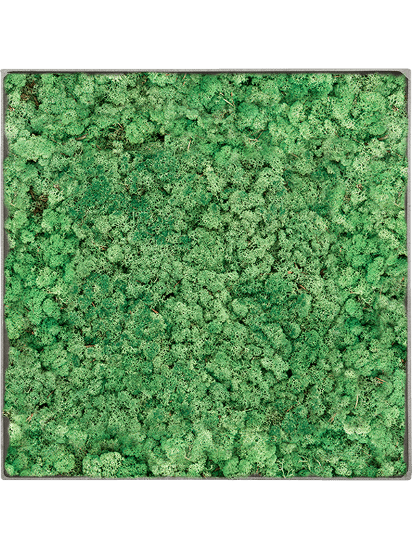 Tableau Nova Frame Natural-concrete 100% Lichen (Herbe Verte)