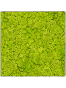 Tableau Nova Frame Antique-concrete 100% Lichen (Vert printemps)
