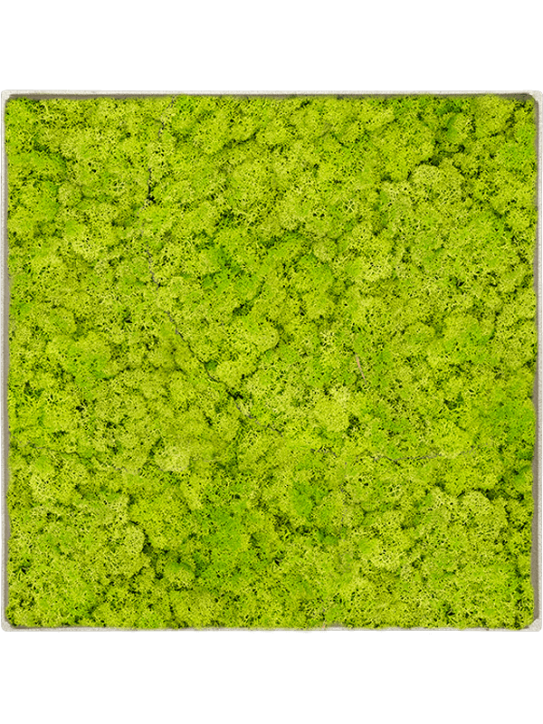 Tableau Nova Frame Antique-concrete 100% Lichen (Vert printemps)