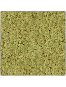 Tableau Nova Frame Antique White-concrete 100% Lichen (VieuxVert)