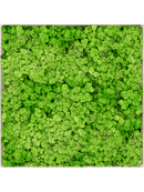 Tableau Nova Frame Antique White-concrete 100% Lichen (Herbe Verte Clair)