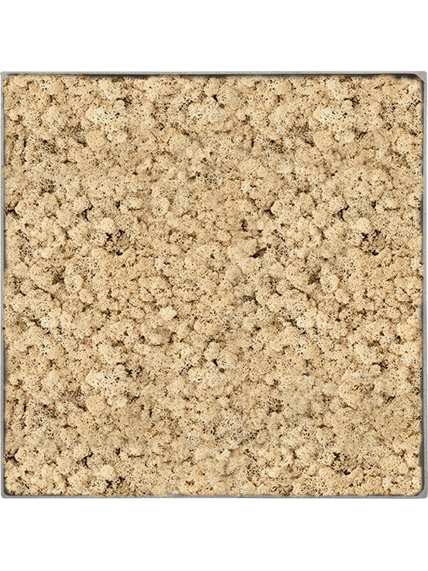 Tableau Nova Frame Natural-concrete 100% Lichen (Naturelle)