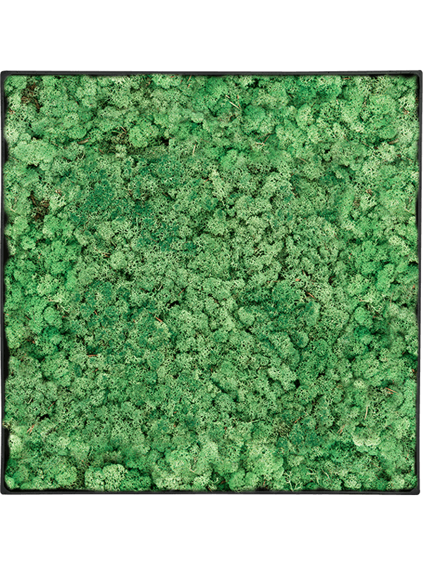 Tableau Nova Frame Anthracite-concrete 100% Lichen (Herbe Verte)