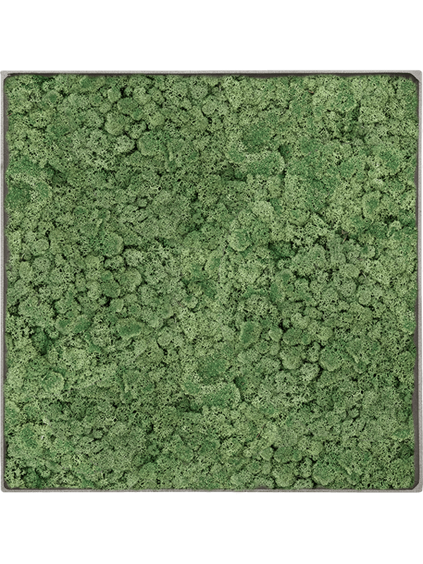 Tableau Nova Frame Natural-concrete 100% Lichen (Vert mousse)