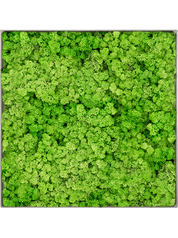 Tableau Nova Frame Natural-concrete 100% Lichen (Herbe Verte Clair)