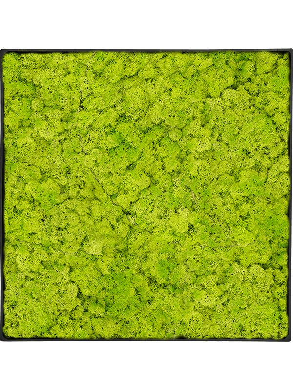 Tableau Nova Frame Anthracite-concrete 100% Lichen (Vert printemps)