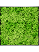 Tableau Nova Frame Anthracite-concrete 100% Lichen (Herbe Verte Clair)