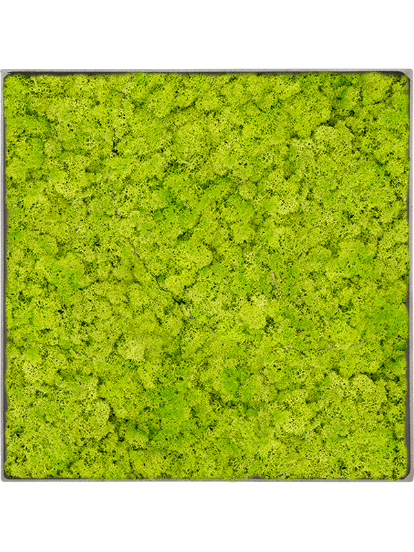 Tableau Nova Frame Natural-concrete 100% Lichen (Vert printemps)