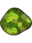 Tableau De Mousse Organic 2